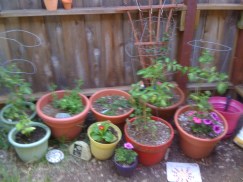 my own wee garden that i miss.
