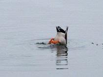 1895664670_6a9f84a21b_o