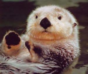 SeaOtterFace