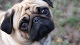 pug