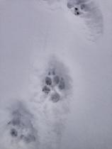 THESE WERE SURROUNDING MY HOUSE AND THEN UNDER MY PORCH IS IT A BEAR IM GOING TO DIE.