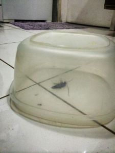 some unsavory language was involved in the capture and murder of this violent thing.