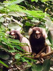 monkeys at our school.