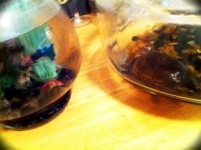 I also had a fish named Ke$ha for a brief time. I let my students pick her name. I believe her middle name was "cupcake."