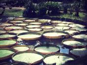 gigantic pads. normal sized frogs. i disappoint.