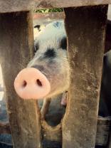 oink on with your big balls, bro. you definitely impressed my first graders.