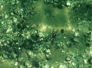 SIZE OF A DINNER PLATE