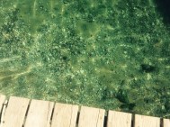 shown with no zoom for scale