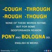 pony and bologna english