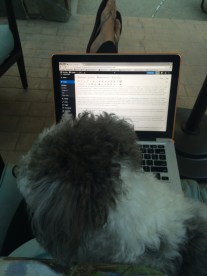 sorry for the lack of blogs lately, by the way. my laptop was out of comish and also laps are actually for puppies.