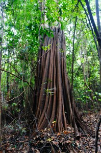 beautiful trees...i miss them.