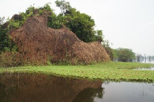 creepy grass curtains