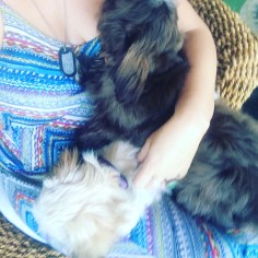 happiness is a lapful of puppies!