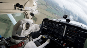 this picture in the powerpoint