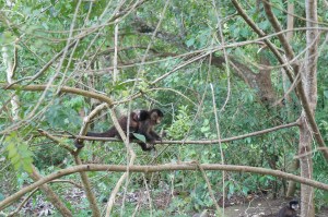 look at the baby monkey on the mama monkey's back! k lindo